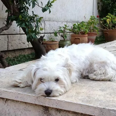 Lea Lejlighed Cavtat