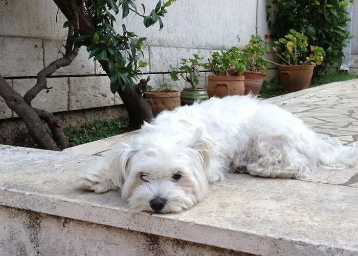 Lea 아파트 챠브타트